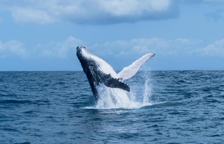 צפייה בליווייתנים, האי סיינט מארי