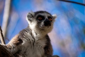 Ringtailed lemur