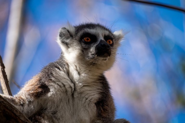 Ringtailed lemur